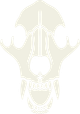Black Bear